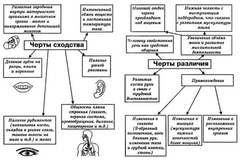 Отличия от циклобутана и сходства с аналогами