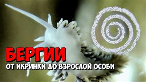 От икринки к взрослой особи