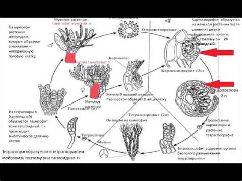 Охрана и сохранение глубинных экосистем с участием красных водорослей