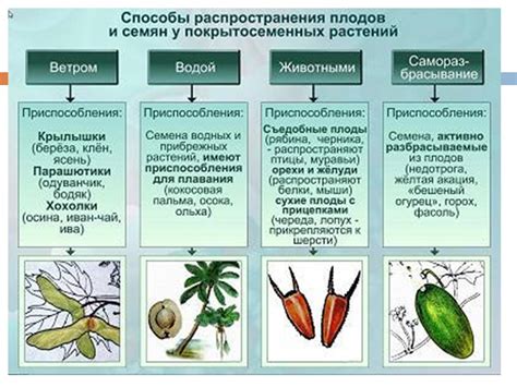 Очищение от плодов растения