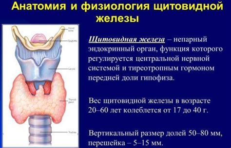 Ощущения при пониженной функции щитовидной железы