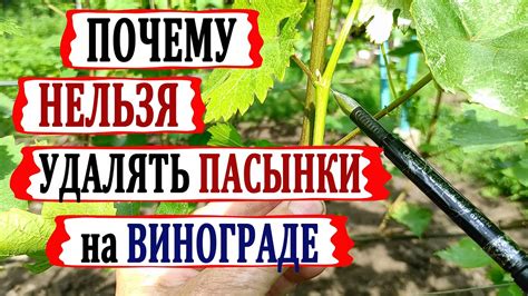 Пасынки винограда: роль в образовании кистей и влияние на растение