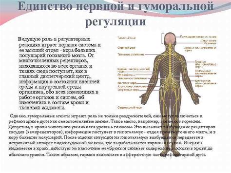 Патологии нервной регуляции: причины и последствия