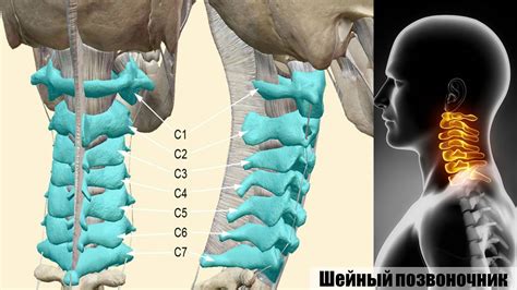 Патологии позвоночника и шейного отдела