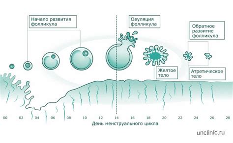 Патологические причины появления аномальных отделений после овуляции