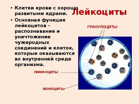 Патологические проявления, связанные с возникновением клеток с двумя ядрами