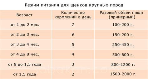 Первоначальные шаги: как выбрать оптимальный рацион для щенка