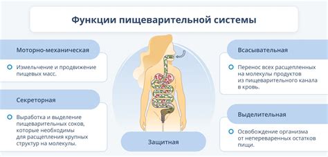 Переваривание и усвоение пищи: механизмы в работе пищеварительной системы