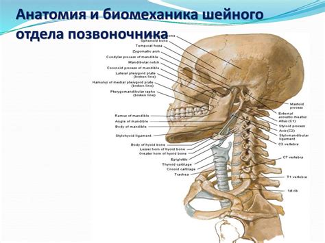 Передние структуры шейного отдела позвоночника: сосуды и органы