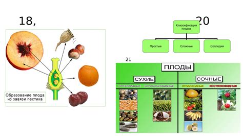 Перенаселенность растений