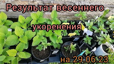 Пересадка и укоренение