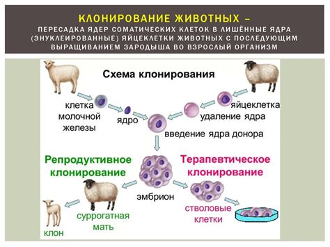 Пересадка своей яйцеклетки