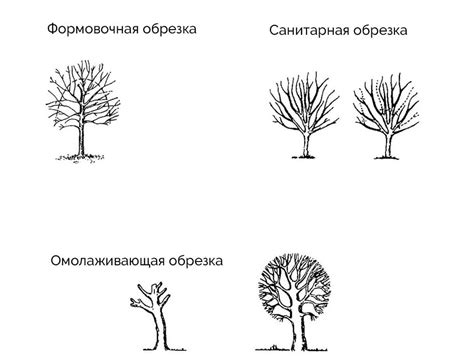 Периодичность и интенсивность обрезки липы