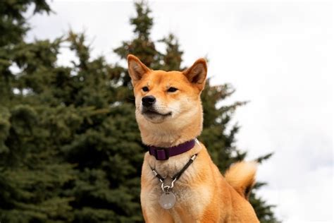 Перспективы достижения цены в 1 доллар для Shiba Inu