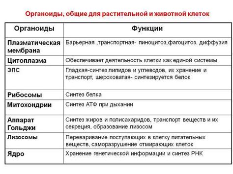 Перспективы изучения и применения органоидов в биологии