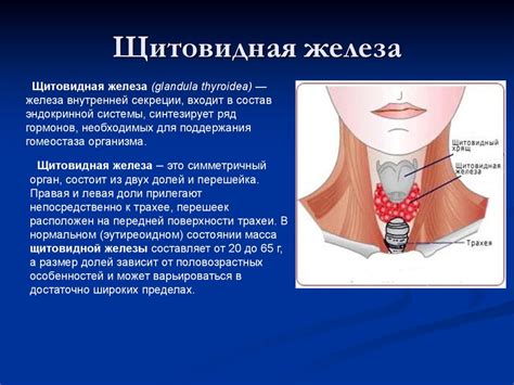 Перспективы использования стволовых клеток в улучшении функции щитовидной железы