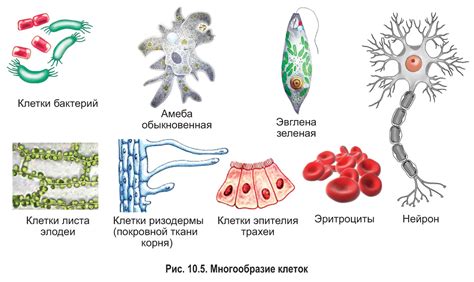 Перспективы и применения клеток с множеством ядер