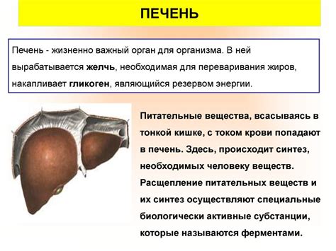 Печень: важный орган нашего организма