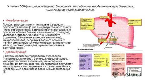 Печень: фильтр и хранитель питательных веществ