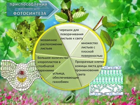 Питание: роль в возникновении покраснений