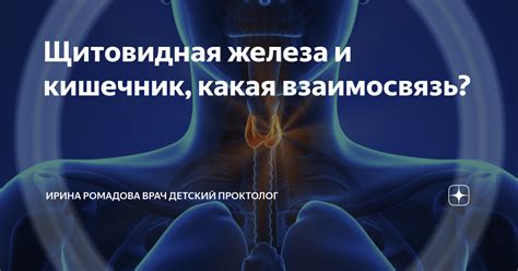 Питание и щитовидная железа: взаимосвязь и влияние