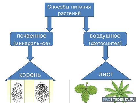 Питание растений