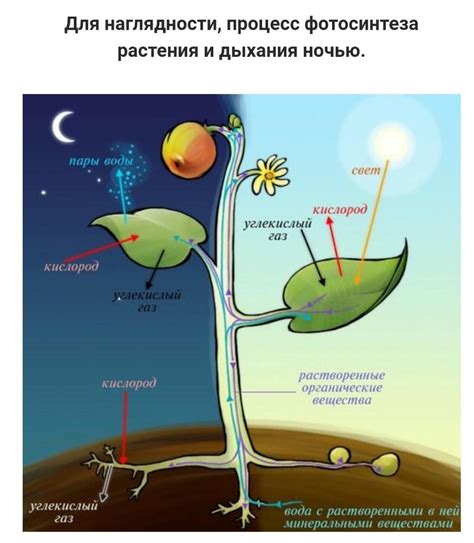 Питание растений и автотрофов