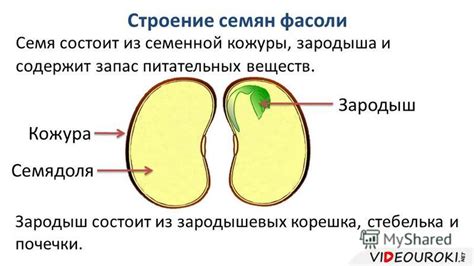 Питательные элементы в стручковой фасоли