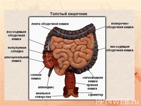 Пищеварение и мочевыделение