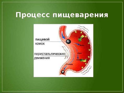 Пищеварение и обмен веществ: особенности у пресмыкающихся