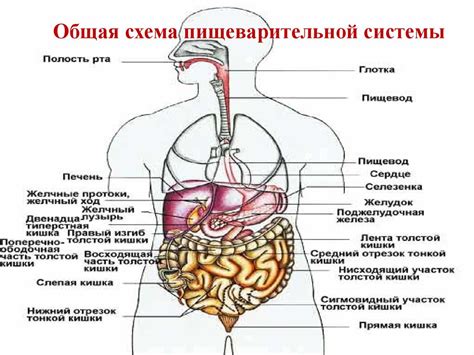 Пищеварительная система и боли в боках