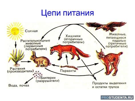 Пищевая цепочка и роль божьих коровок