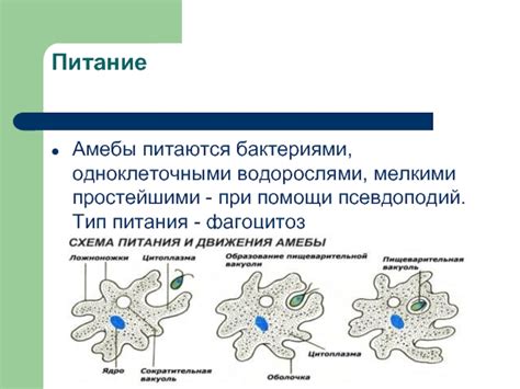 Плавание амебы при помощи псевдоподий