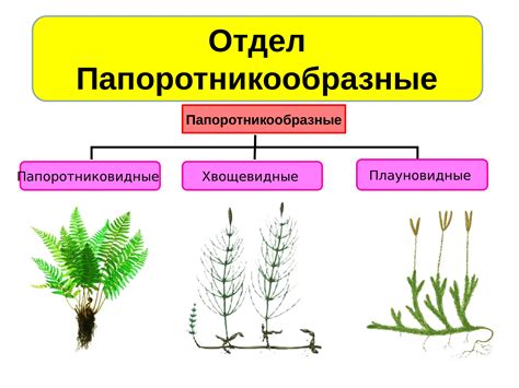 Плаун и папоротник: сравнение основных характеристик