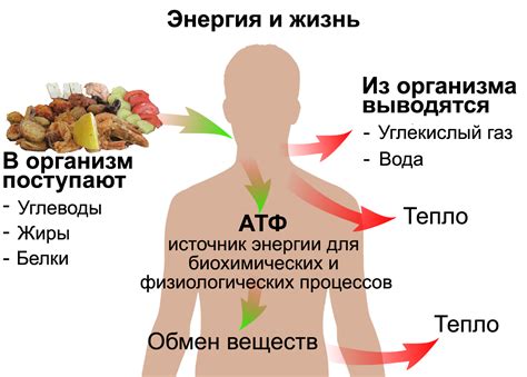 Побуждение энергии в организме