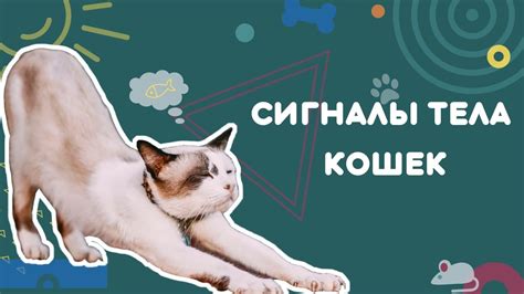 Поведенческие сигналы кошки