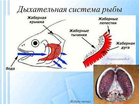 Поверхностное дыхание рыб