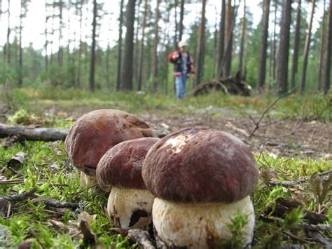 Повреждение грибов при перевозке