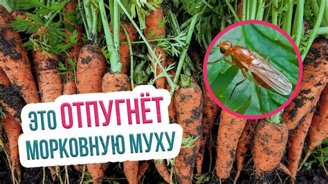 Повреждения и профилактика: влияние морковной мухи на состояние моркови