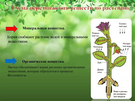 Повышение резистентности растений к заболеваниям