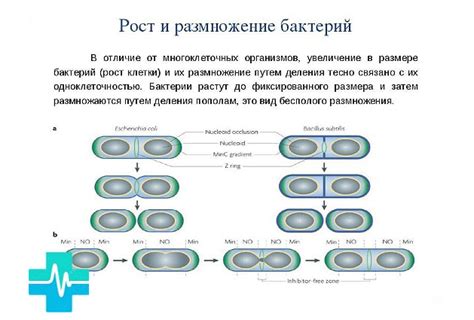 Повышенная влажность и размножение бактерий