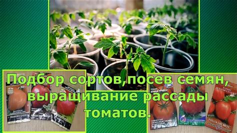 Подбор сортов и семян