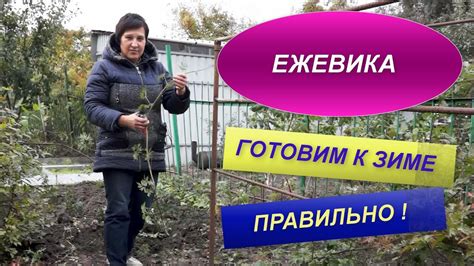 Подготовка Анютиных глазок к зиме