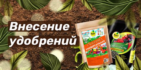 Подготовка весов в магазине: важные шаги перед настройкой