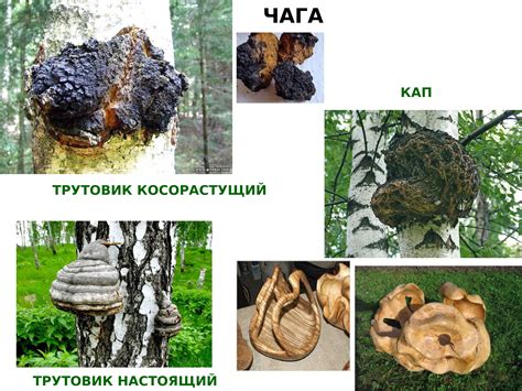 Подготовка инструментов и материалов перед очисткой чаги от бересты