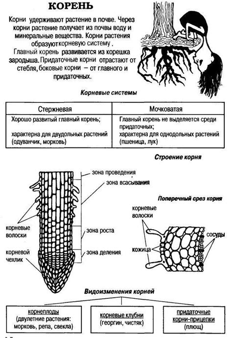 Подготовка корня