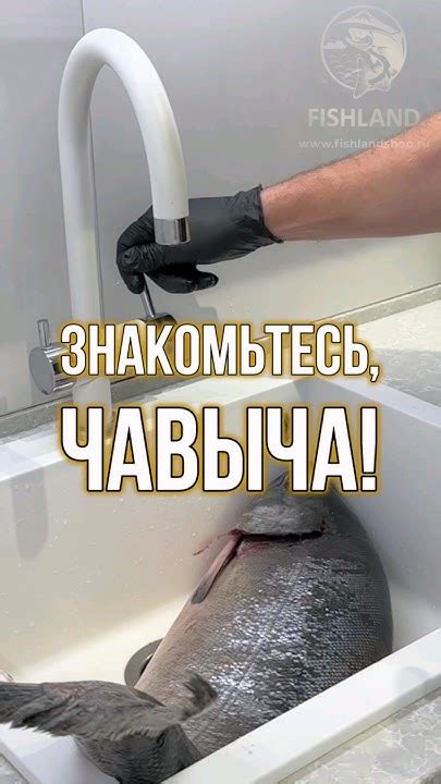 Подготовка к засолке