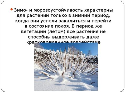 Подготовка лапок к холодным условиям: эффективные способы заботы