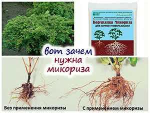 Подготовка микоризы для успешного размещения в огороженной среде