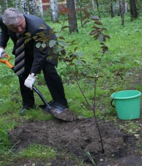 Подготовка оптимальной почвы для успешного роста черемухи